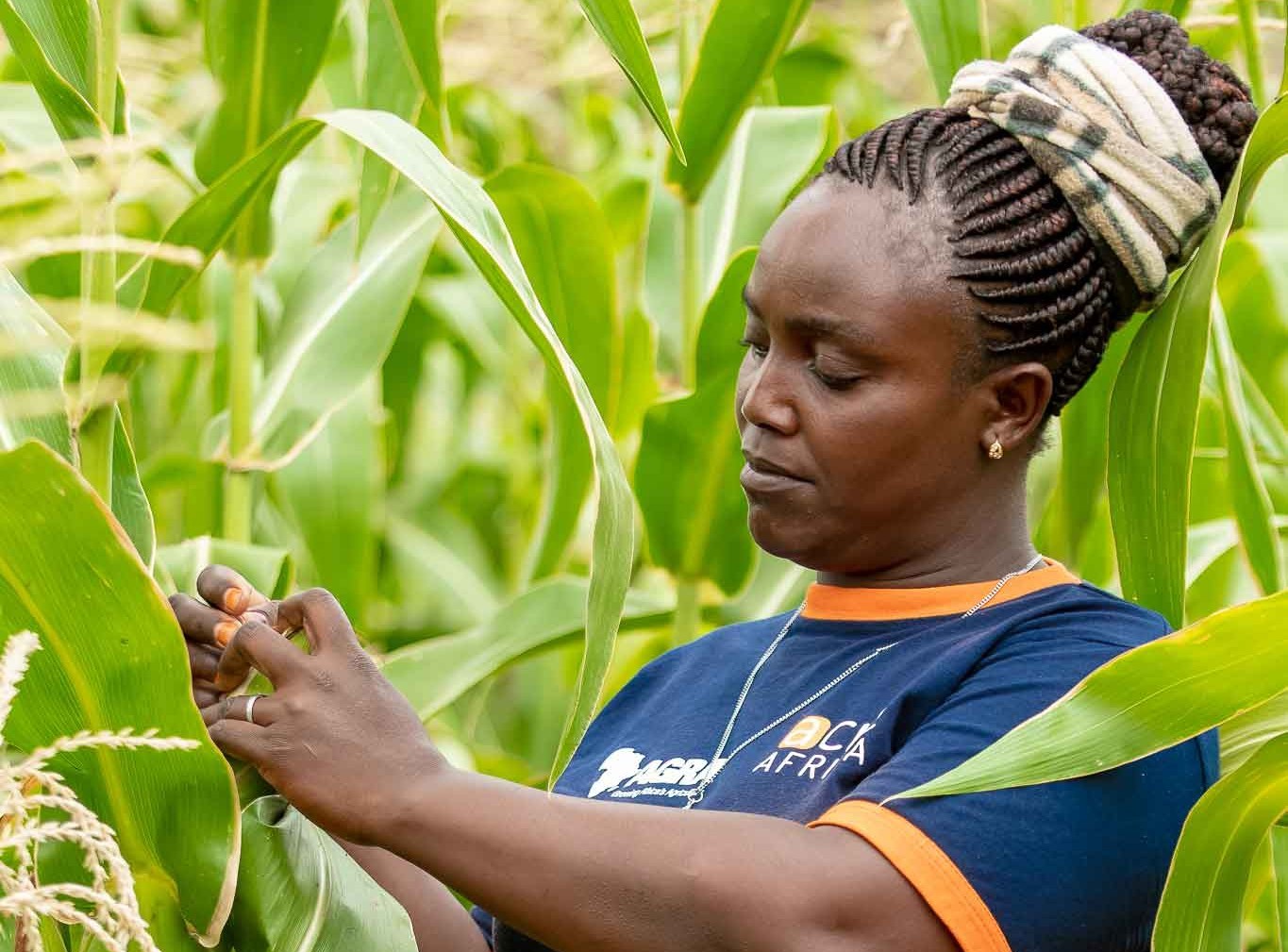 Agricultural Insurance